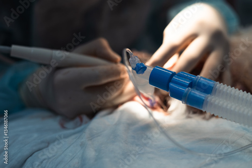 A veterinarian who brushes teeth on a pets under general anesthesia. The doctor uses specialized tools to ensure optimal oral hygiene and animal healthcare in anesthesia.