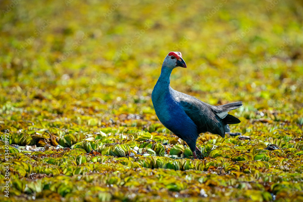 Purple Swamphen, Grey-headed Swamphen