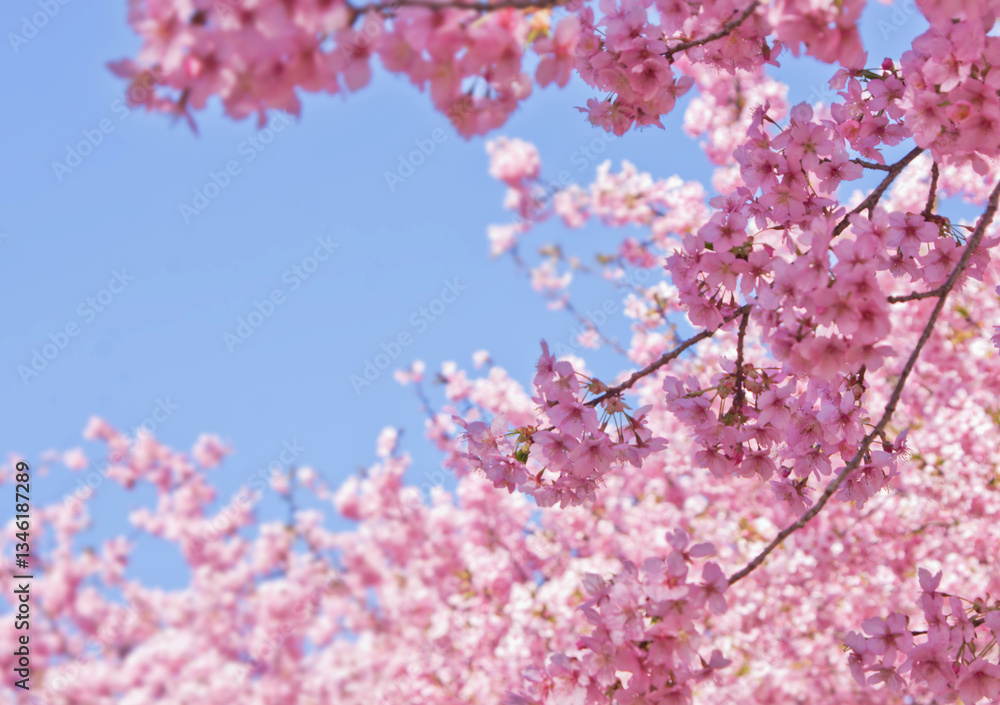 Obraz premium 河津桜と青空 2025