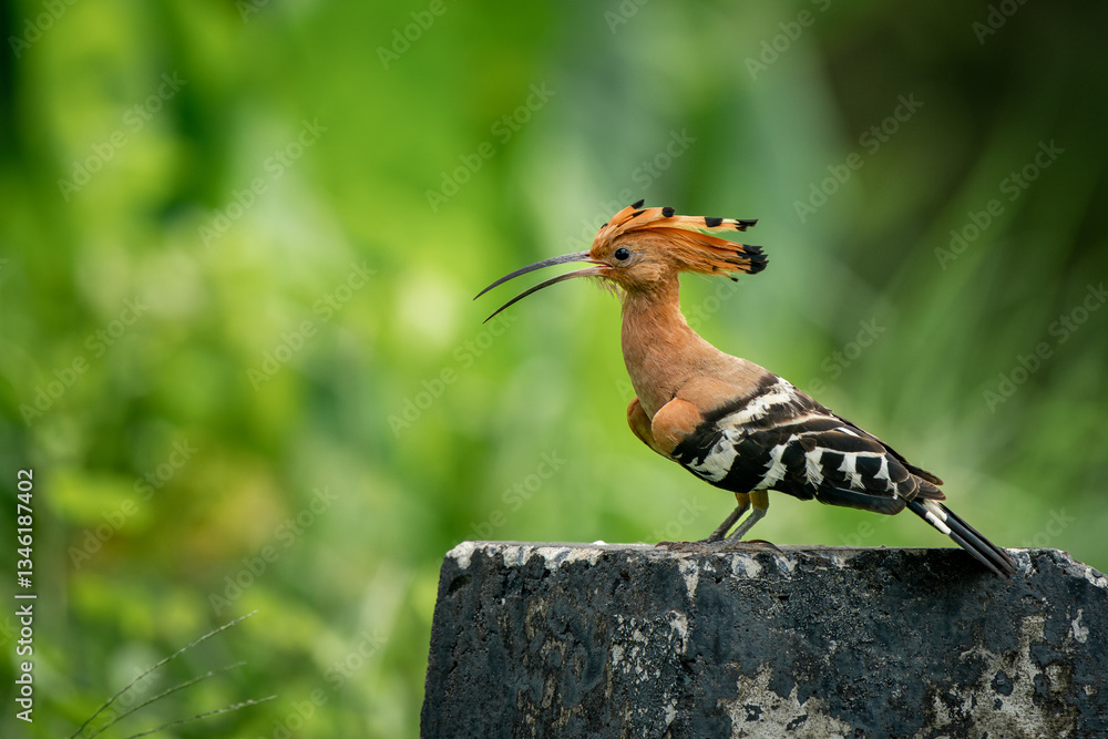Eurasian Hoopoe, Upupa epops