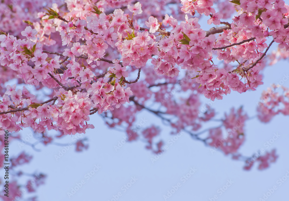 Obraz premium 河津桜と青空 2025-2