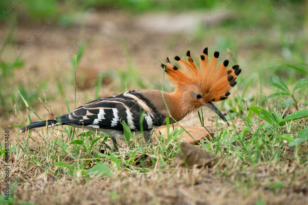 Eurasian Hoopoe, Upupa epops