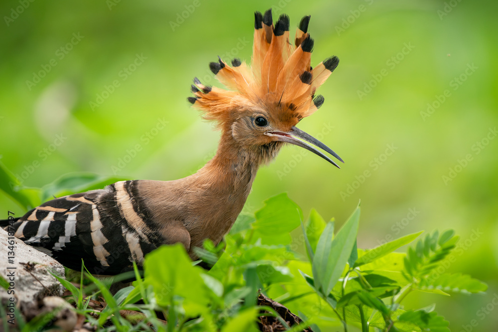 Eurasian Hoopoe, Upupa epops