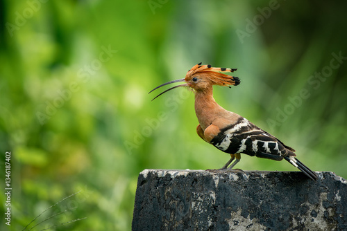 Obraz na płótnie Eurasian Hoopoe, Upupa epops w salonie