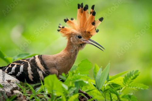 Obraz na płótnie Eurasian Hoopoe, Upupa epops w salonie