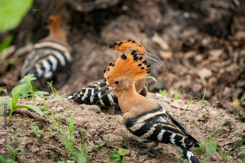 Eurasian Hoopoe, Upupa epops