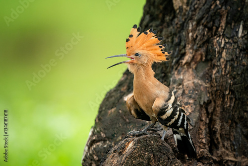 Eurasian Hoopoe, Upupa epops