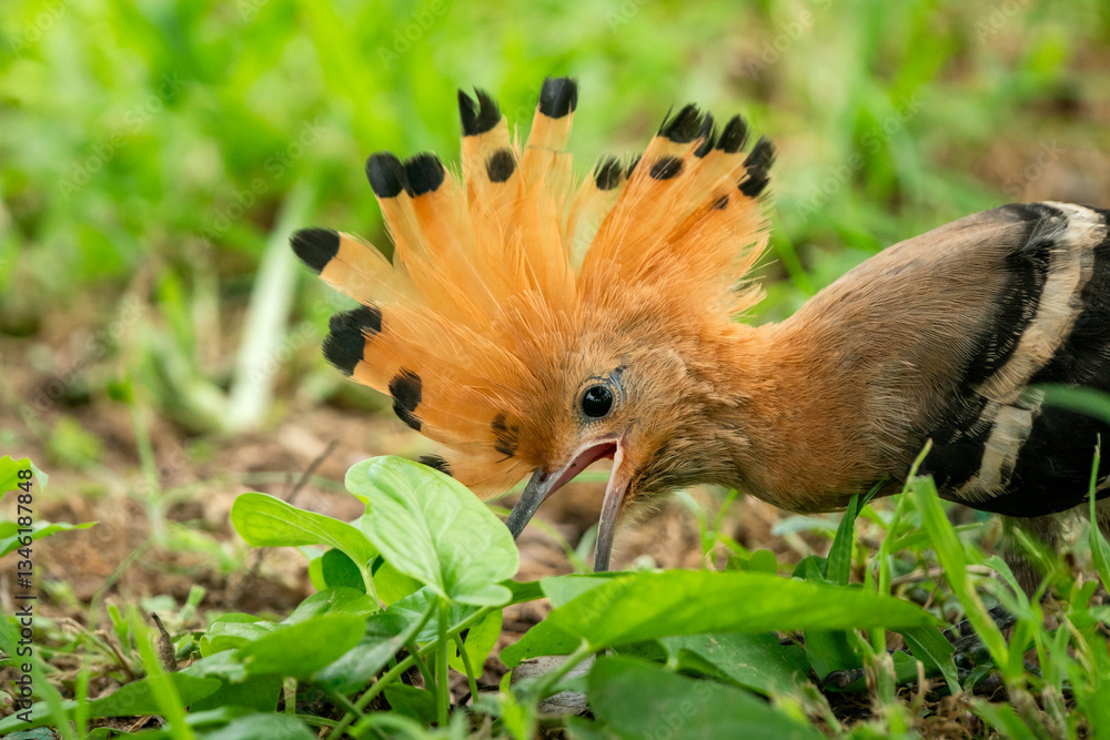 Obraz premium Eurasian Hoopoe, Upupa epops