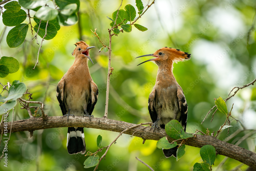 Eurasian Hoopoe, Upupa epops