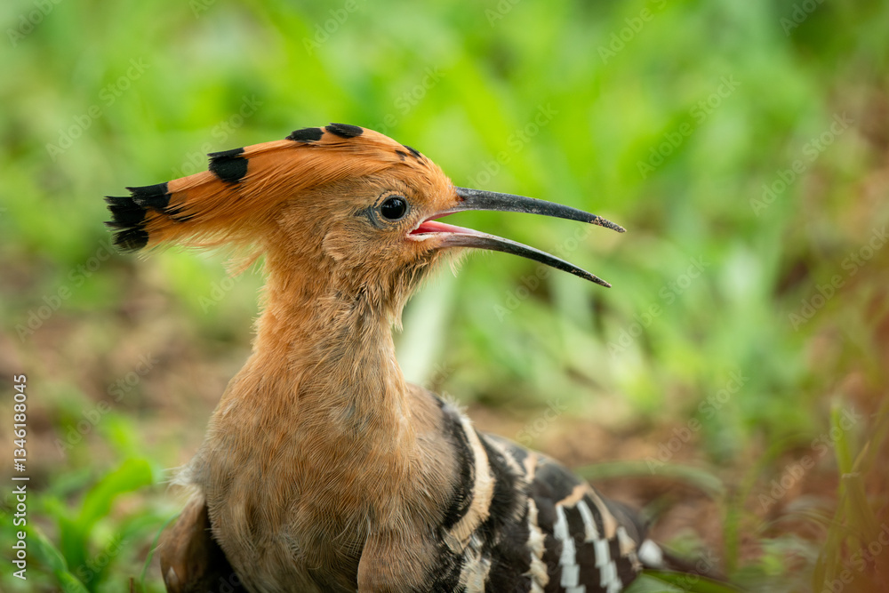 Eurasian Hoopoe, Upupa epops