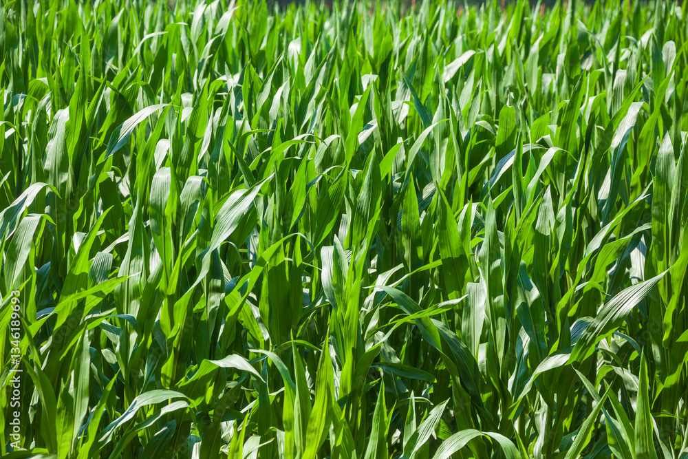 Maisfeld (Zea mays subsp. mays) , Niedersachsen, Deutschland Maisfeld (Zea mays subsp. mays) , Niedersachsen, Deutschland