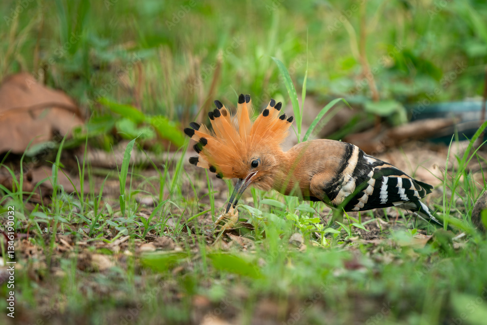 Eurasian Hoopoe, Upupa epops