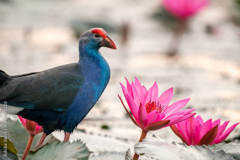 Purple Swamphen, Grey-headed Swamphen