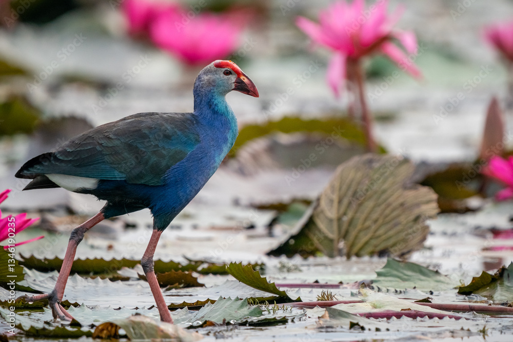Purple Swamphen, Grey-headed Swamphen