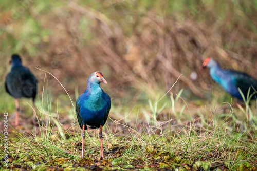 Obraz na płótnie Purple Swamphen, Grey-headed Swamphen w salonie