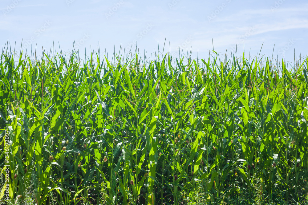 Fototapeta premium Maisfeld (Zea mays subsp. mays) , Niedersachsen, Deutschland