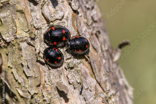 Pine ladybird, Exochomus quadripustulatus 