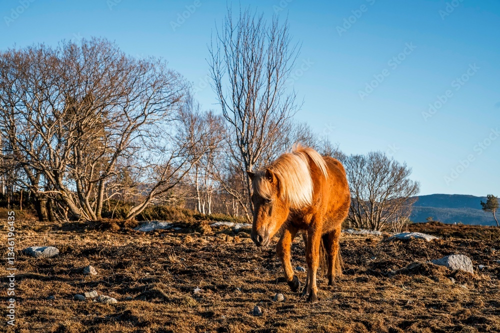 Naklejka premium icelandic horse pony on the coast pretty wandering nature natural
