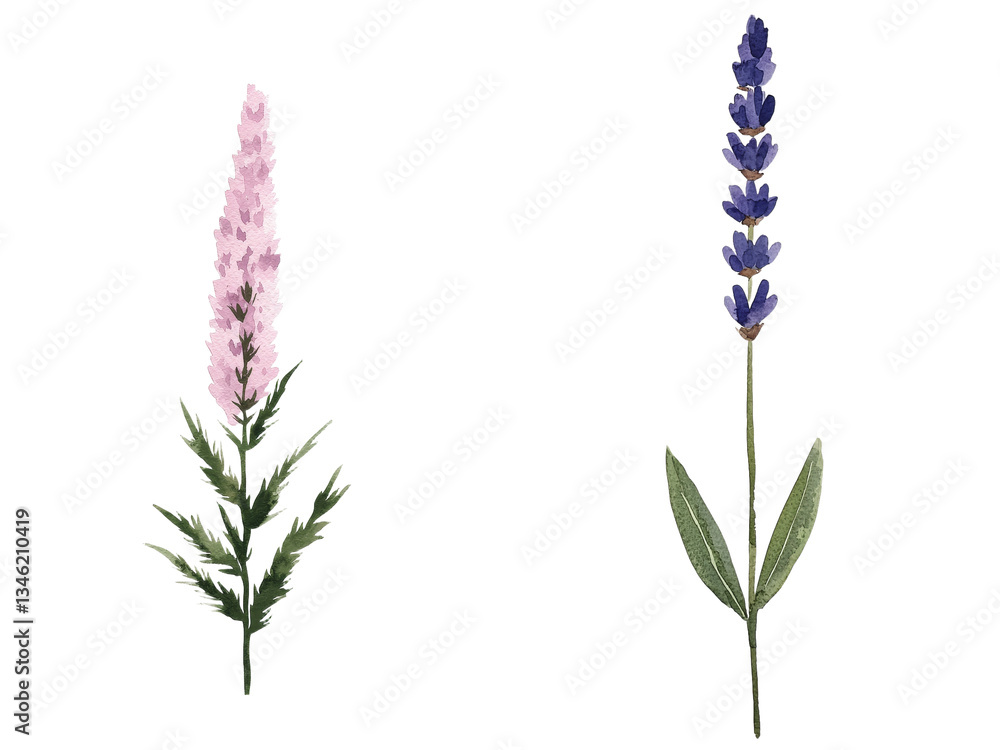 In a gorgeous botanical painting, hand-drawn lavender flowers with a fragrant scent are illustrated in watercolor on an isolated white background In a gorgeous botanical painting, hand-drawn lavender flowers with a fragrant scent are illustrated in watercolor on an isolated white background