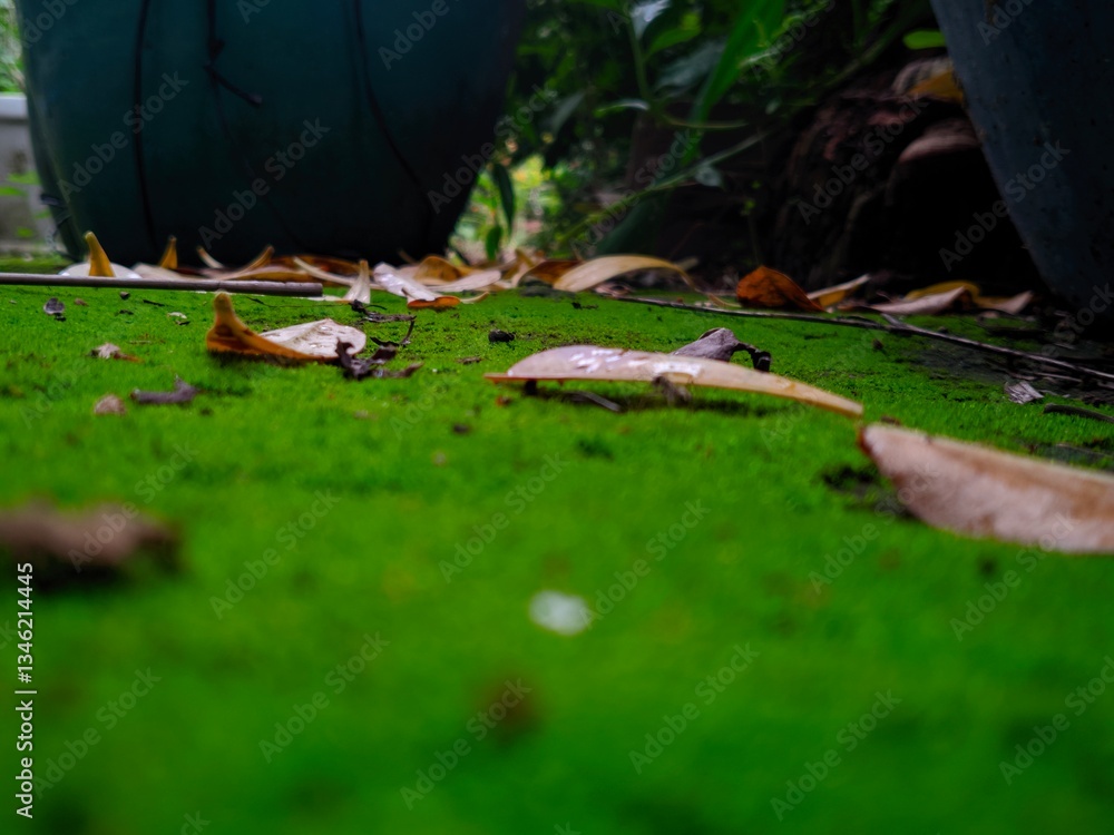 Obraz premium A close-up, low-angle photograph showcasing vibrant green moss sprinkled with fallen leaves in a garden setting. Ideal for nature, environment, and seasonal themes, highlighting the organic textures a