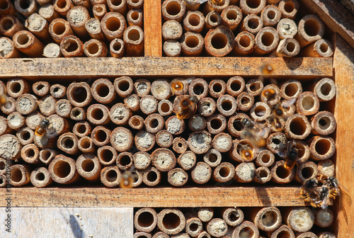 Wild bees Osmia Cornuta Mason Bees are flying in front of a diy made insect hotel of wood.
