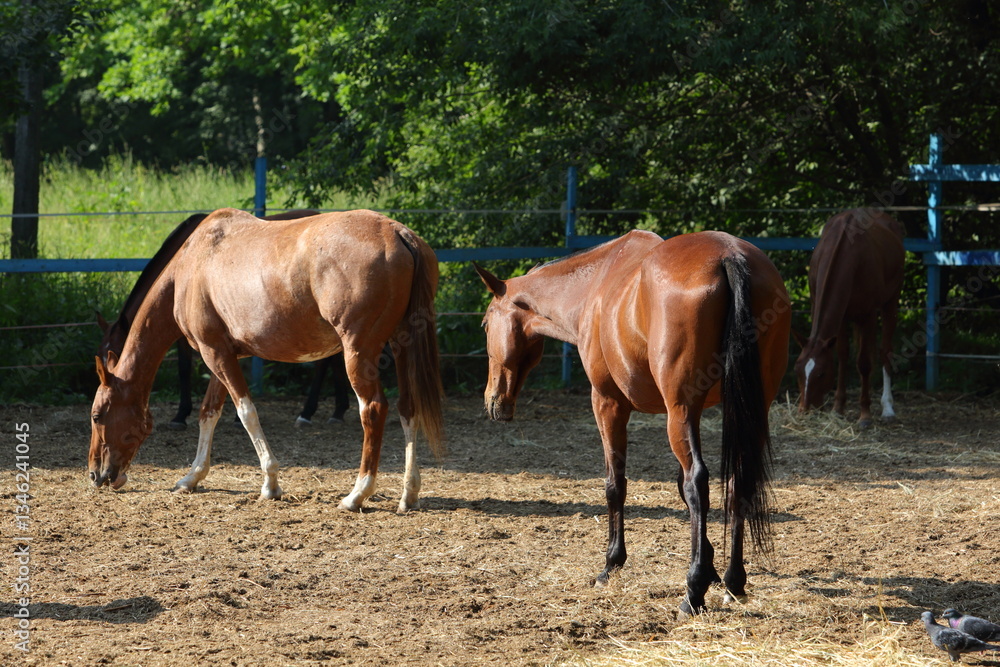 ports horses walking in the paddock at a ranch. Caring for and raising animals on a country side farm