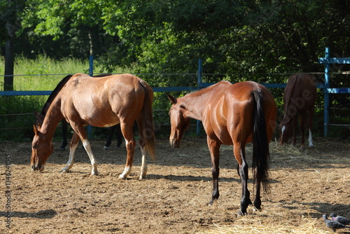 ports horses walking in the paddock at a ranch. Caring for and raising animals on a country side farm