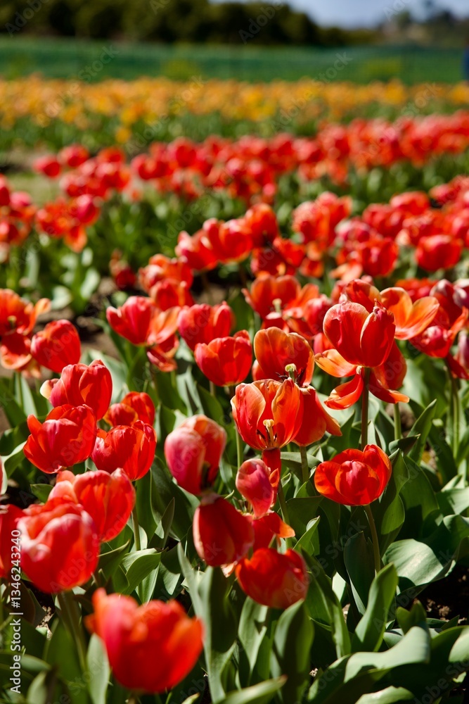 red and yellow tulips in the garden