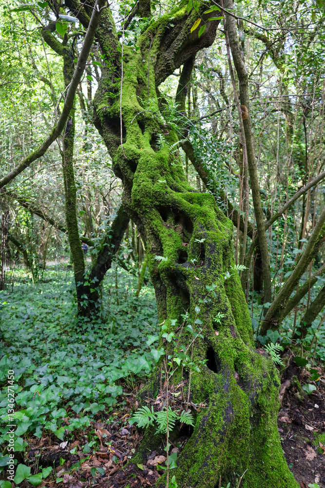 tree, jungle, wood, branch, moss, forest, trunk, bark, texture, rainforest, environment, roots, grass, trees, plant, fern, leaf, green, nature, leaves, natural, root, landscape, water, brown, woods, tree, jungle, wood, branch, moss, forest, trunk, bark, texture, rainforest, environment, roots, grass, trees, plant, fern, leaf, green, nature, leaves, natural, root, landscape, water, brown, woods,