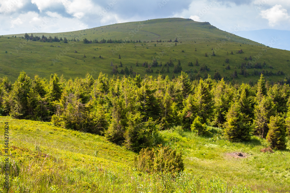 mountain landscape with forest in summer. nature with grass on the hill and cloudy sky. scenic view of outdoor background. beautiful scenery for travel