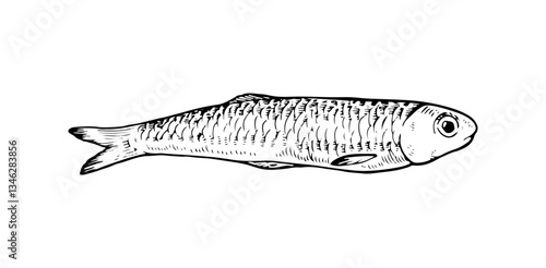 Hand drawn vector illustration of anchovy fish in black and white. Isolated sketch with vintage engraving details, perfect for seafood and marine life designs. With a silhouette on the background