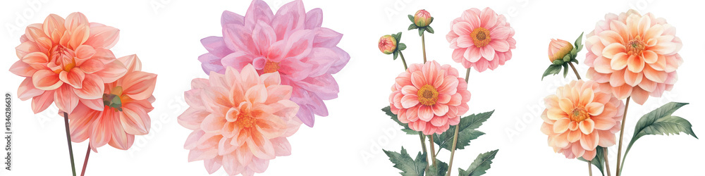 Vibrant dahlia flowers are beautifully arranged in a bouquet, illustrated in watercolor on a clean white background with a botanical twist Vibrant dahlia flowers are beautifully arranged in a bouquet, illustrated in watercolor on a clean white background with a botanical twist