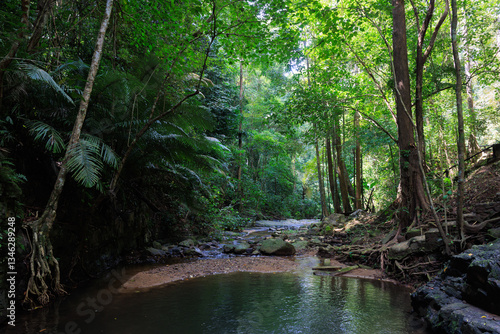 Deep rainforest scenery in south Thailand