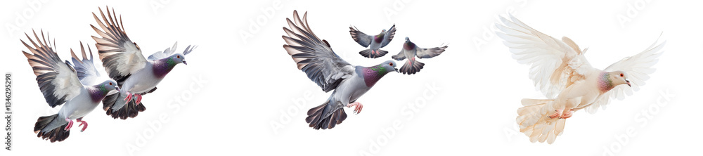 Isolated pigeons flying in formation provide a unique background image Isolated pigeons flying in formation provide a unique background image