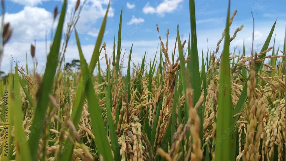 The yellow rice in the fields is ready to be harvested. The yellow rice in the fields is ready to be harvested.