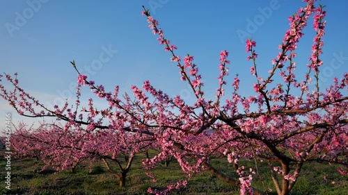 福島・桃の花02