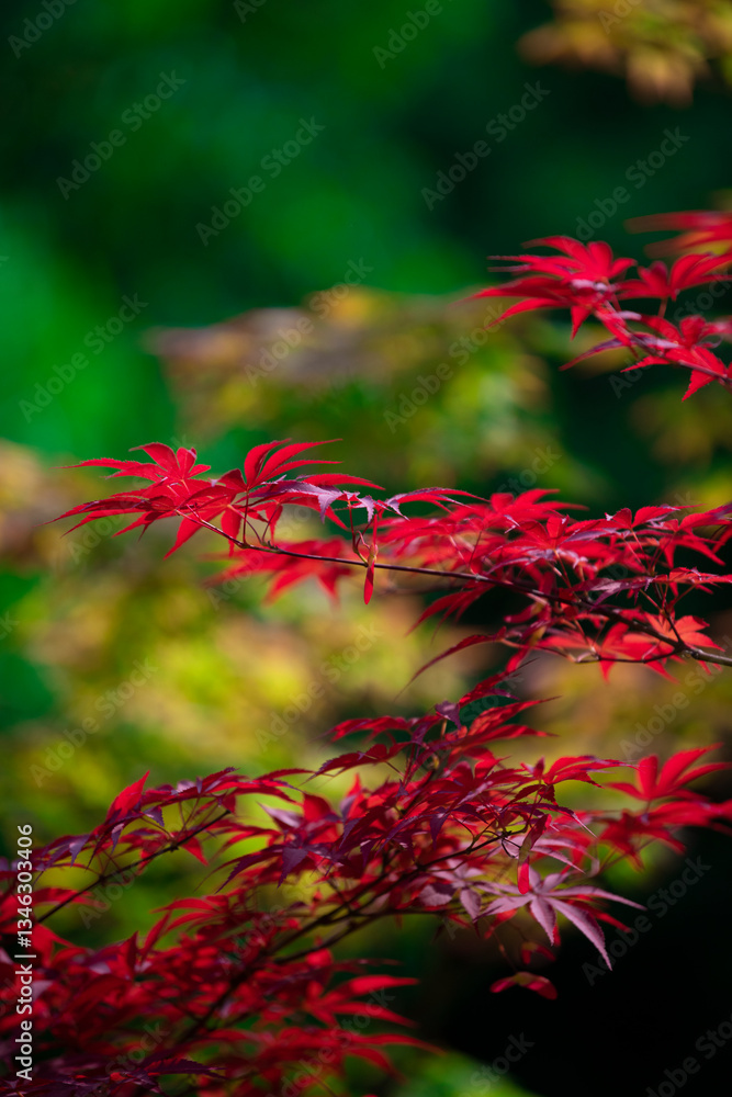 Beautiful various leaves Beautiful various leaves