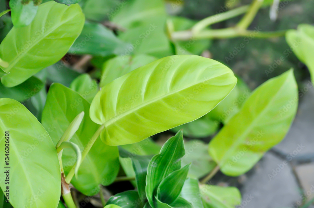 philodendron ,  Philodendron Gold or Philodendron Malay Gold