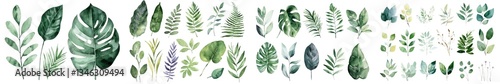 Palm leaves and a variety of green plants, including monstera, ivy, palm, dracaena, haworthia, and ficus, are illustrated in a watercolor botanical painting with a summer set