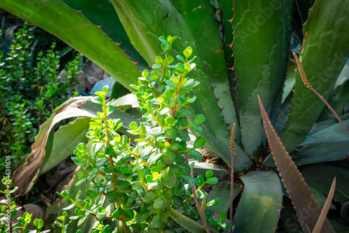 Green corn field under a blue sky