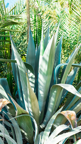 Green corn field under a blue sky