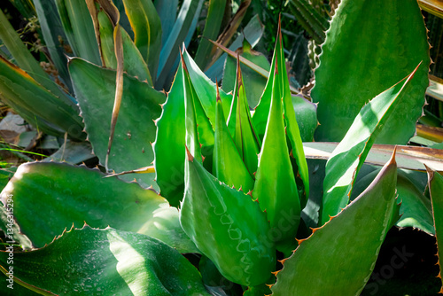 Green corn field under a blue sky