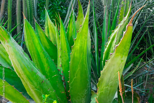 Green corn field under a blue sky