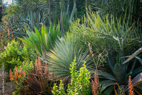 Green corn field under a blue sky