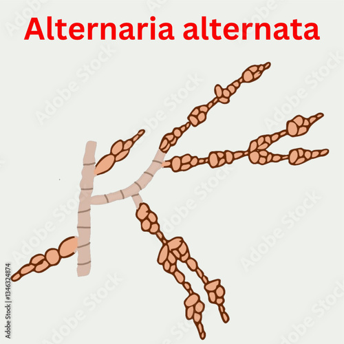 alternaria alternata fungus affecting plants and causing diseases agriculture 