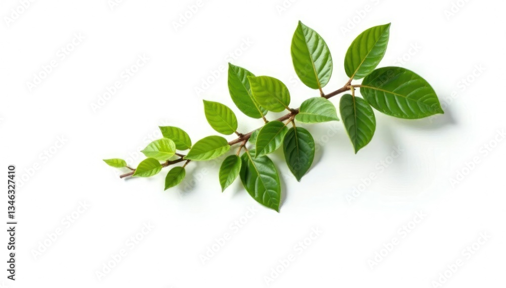 Fototapeta premium Single isolated tree branch on white background, nature, isolation, minimalism