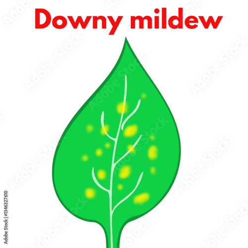 downy mildew illustraion plant pathology disease