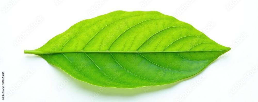 Fototapeta premium Single leaf isolated on white background with intricate veins, texture, details