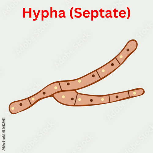 hypha septate  fungi mycelium design illustration