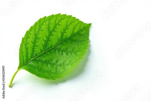 Single leaf with intricate veins isolated on white background, foliage, herbage